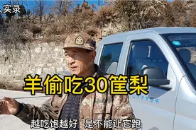 羊吃得越饱越好，但是不能吃饱了让它跑，放羊回家也有技巧视频封面