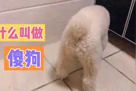 什么叫傻狗？这就是啊，简直太没有眼力劲了…视频封面