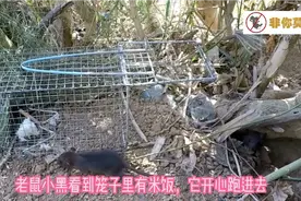 有食物做诱饵，给点时间和耐心，老鼠经不起诱惑终会投入捕鼠笼！视频封面