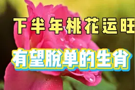 下半年桃花运旺盛，有望脱单的四个生肖，快来看看有哪些吧！视频封面