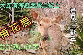 大连滨海路西段看到“野生”梅花鹿，金沙滩山体处…零距离接触！视频封面