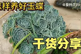 大家都在问婆婆的玉蝶怎么养的那么好今天给大家分享如何养好玉蝶视频封面