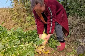 长在地下的蔬菜，小时候经常拔来当水果吃，蓉蓉拔了送县城的亲戚视频封面