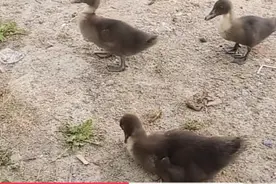 小鸭子吃活龙虾真胆大视频封面