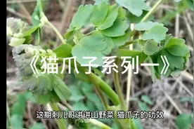 猫爪子功效视频封面