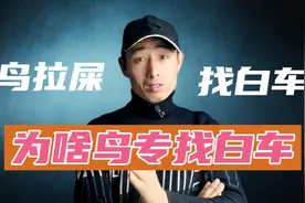 停车半小时竟被鸟粪包裹，鸟类为啥喜欢找白车排泄？