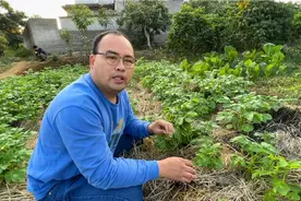 广西农村马铃薯新种法，无土培栽亩产万斤不是梦，大家说行得通吗视频封面