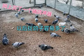 网上买了一个捕鸽神器，以后再也不用徒手捉鸽子了。视频封面