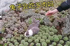 一院子的多肉植物，养了几只小兔子，兔子会吃多肉吗视频封面