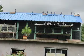 小山村里养了一百多只信鸽，做种的鸽子全是比赛的前几名，很优质视频封面