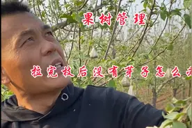 果树拉完枝后没有芽子该怎么办？视频封面