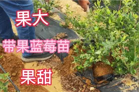 小哥走进沂蒙山脚下的千亩蓝莓基地，挖带果蓝莓苗，38一颗值不值视频封面