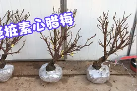 老桩腊梅、素心腊梅、超大龟盘、造型各异、花苞爆满、香味浓郁、视频封面