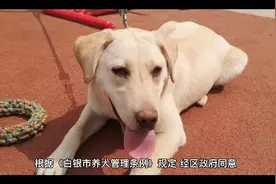 白银区养犬证登记办理条件和流程视频封面
