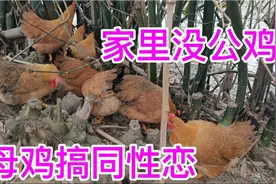 大叔只养母鸡，没有公鸡来交配，导致这些母鸡都在搞同性恋视频封面