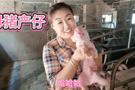见过6斤来重的出生仔猪吗？看这里让你一饱眼福！