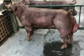 旅大黑猪与杜洛克的区别视频封面