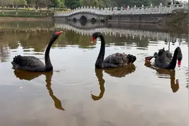 2月3日，十几只黑天鹅在重庆永川凤凰湖晒太阳，重庆春节出太阳啦视频封面