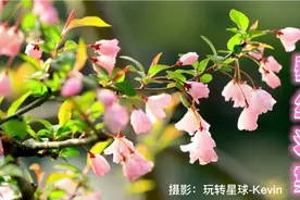 杭州西湖的垂丝海棠花视频封面