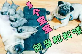巴哥犬第一次做爸爸，就知道带宝宝，父爱如山视频封面
