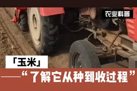 我们吃的粮食怎么来的呢？一同了解一下现在农村玉米从种到收过程视频封面