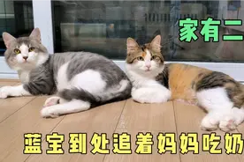一岁大的公猫，到处追着妈妈吃奶，看着真的想打一顿！视频封面