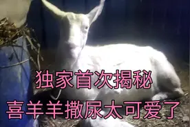 独家首次揭秘喜羊羊撒尿，站着撒尿，尿完后还打个寒战，太可爱了视频封面