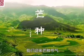 芒种的来历 作者赵敏捷 刘敏 讲述刘敏#二十四节气 #芒种的来历视频封面