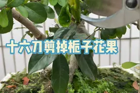 十六刀剪掉栀子花果，全程无尿点，肾不好的别看了视频封面