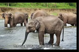 世界最大的动物之一；非洲大象视频封面