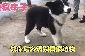 实拍狗市：小哥带来的边牧串子，当场被揭穿，教你分辨纯种边牧视频封面