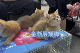 宠物市场金渐层矮脚小公猫要价4000元，金渐层现在都有矮脚猫了视频封面