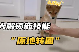 柴犬又学会一招“原地转圈”。为了吃的，一直在转圈圈#柴犬#视频封面