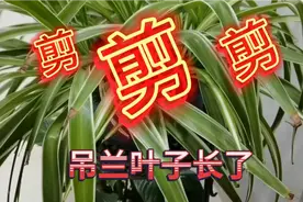 吊兰长长了怎么办@西瓜视频创作中心 @西瓜视频 #吊兰#视频封面