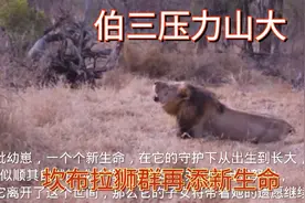 伯明翰雄狮联盟，伯三又开始了吼听，坎布拉雌狮生育了三只幼崽！视频封面