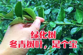 马路边绿化树“冬青树叶“捣碎，竟然也是中药材，到底有啥妙用视频封面
