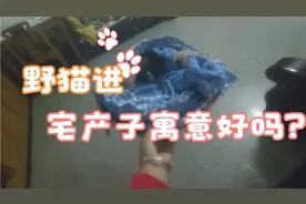 野猫进宅产子寓意什么？是不是运气不好？天呐！这可怎么办？
