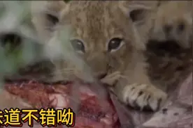 小狮子第一次吃肉，高兴极了视频封面