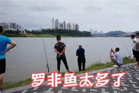 南宁邕江，大叔鱼竿连续中鱼有点忙不过来!路人围观看啥情况视频封面