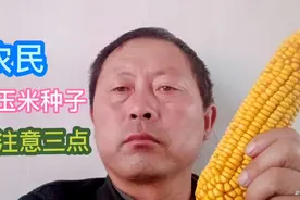农民选购玉米种子，一定要注意以下三点才有保证，了解一下吧视频封面