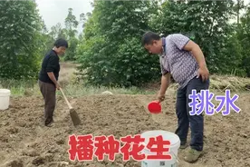 年复一年日复一日，油菜收割完又忙着种花生，一家人忙着播种视频封面