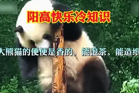 大熊猫的便便是香的，能泡茶，能造纸视频封面