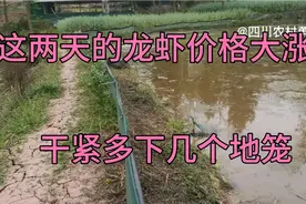 四川资阳这几天小龙虾的价格涨了，小伙干紧到田边去下地笼起虾卖视频封面