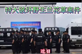 特大破坏生态平衡，损坏野生兰花草案件！视频封面