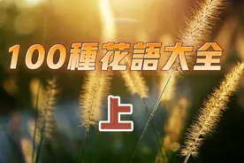 100种花的花语大全 收藏吧视频封面