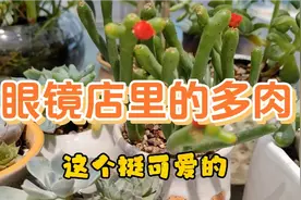 中老年女性戴眼镜比戴耳环好看，多肉是艺术视频封面