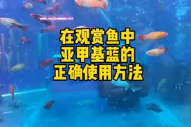 亚甲基蓝在水族观赏鱼中应用广泛，不同情况下的使用方法。
