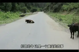 拦路的牛   为何一只温顺的却牛被打的皮开肉绽视频封面
