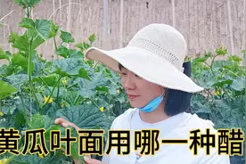 食醋在黄瓜叶面喷施，用白醋还是陈醋？详细说给你听视频封面