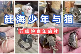 泉州五柳篇：赶海少年与猫，鱼缸里的秘密猫和你都想了解视频封面